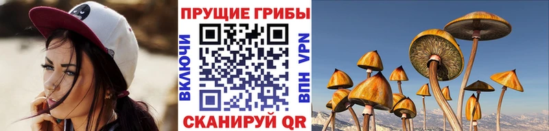 Псилоцибиновые грибы Cubensis  Нурлат 